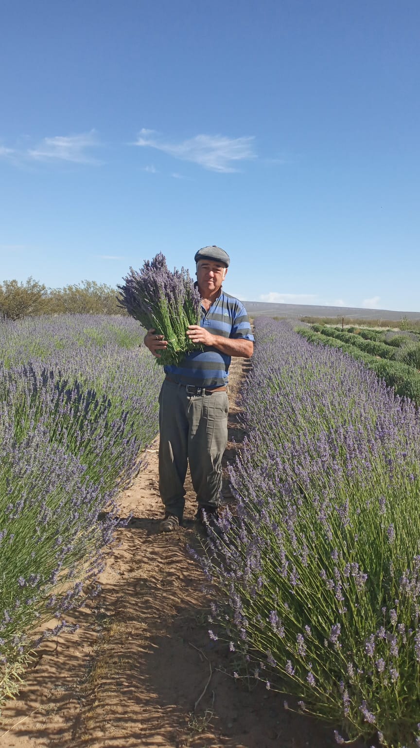 Aromas del Neuquen