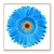 Imagem do Flores azuis por BoxerX - Tela 2