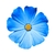 Flores azuis por BoxerX - Tela 1 - comprar online