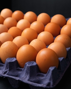 MAPLE HUEVOS