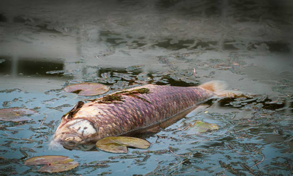 Peces muertos por contaminación