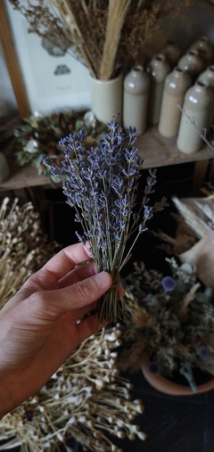 Lavanda azul Mini 15cm