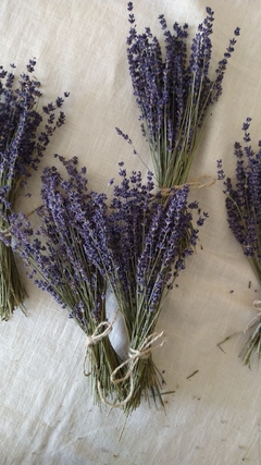 Ramo de lavanda azul