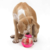 HUEVITO DISPENSER PARA PERROS Y GATOS en internet