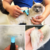 COMBO HUEVITO DISPENSER + PEINE ENTRESACADOR DE PELO en internet