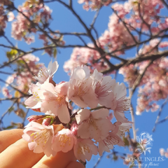CEREZO JAPONES SAKURA- (ARBOL) - Rosal Inglés CEREZO JAPONES SAKURA- (ARBOL) - Rosal Inglés