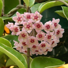 HOYA CARNOSA- flor de nacar - Comprar en Rosal Inglés