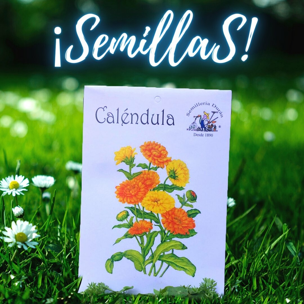 Semilla Calendula