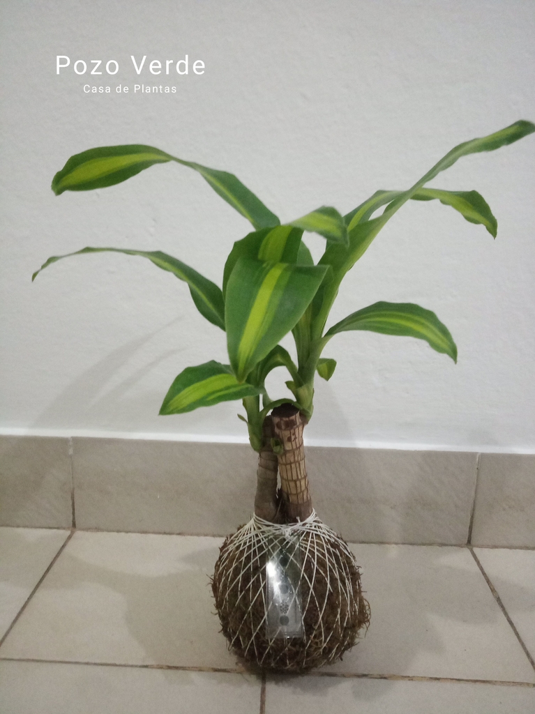 Kokedama palo de agua - Comprar en Pozo Verde