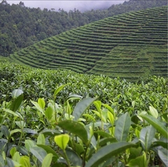 Té de Bambú - comprar online