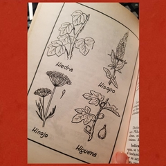 Plantas Medicinales del Dr. A. Lifchitz en internet