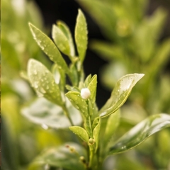 Té Verde Calidad BOP