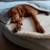 Cama RITA DESMONTABLE - comprar online