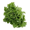 ORGANIC SIMPSON LETTUCE