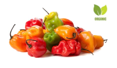 ORGANIC HABANERO CHILES