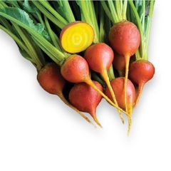 LOCAL ORGANIC GOLDEN BEET