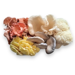 SETAS Y HONGOS MIXTOS - HONGOS GOURMET DEL CARIBE