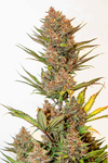 CHERRY BANANA AUTOMATICA X5.SILVER RIVER SEEDS