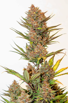 CHERRY BANANA AUTOMATICA X5.SILVER RIVER SEEDS
