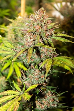 CHERRY BANANA AUTOMATICA X5.SILVER RIVER SEEDS - comprar online