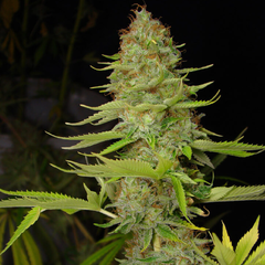 LEMON BLUE CHEESE - SILVER RIVER SEEDS - comprar online