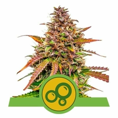 BUBBLE KUSH AUTO X3-ROYAL QUEEN SEEDS - comprar online