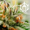 ASSORTED AUTO X10- BUDDHA SEEDS