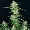 BUDDHA SYRUP AUTO X3