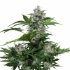 WHITE DWARF AUTO X3-BUDDHA SEEDS