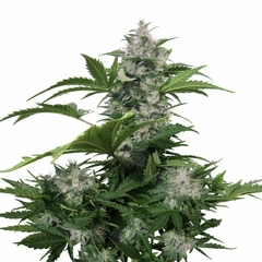 WHITE DWARF AUTO X3-BUDDHA SEEDS