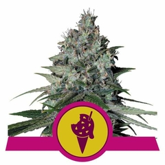 COOKIES GELATO X3-ROYAL QUEEN SEEDS - comprar online