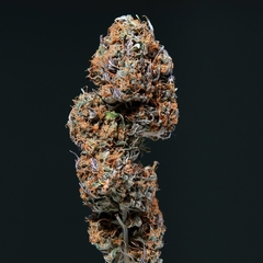 Buddha Deimos Auto - comprar online