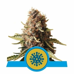 EUPHORIA CBD X3-ROYAL QUEEN SEEDS - comprar online