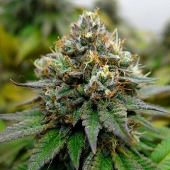 EUPHORIA CBD X3-ROYAL QUEEN SEEDS en internet