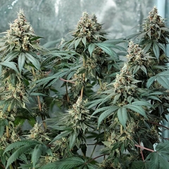 FAT BANANA X3-ROYAL QUEEN SEEDS en internet