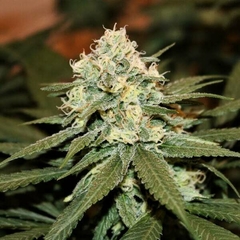 LEMON SHINING SILVER HAZE X3-ROYAL QUEEN SEEDS en internet