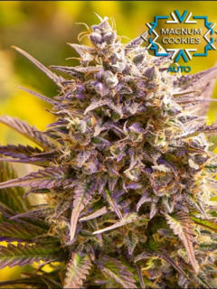MAGNUM COOKIES AUTOMATICA-SILVER RIVER SEEDS - Crazy Lady