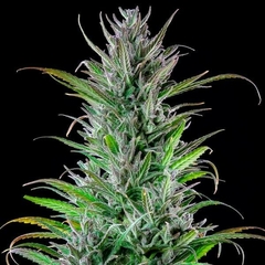 NORTHERN LIGHTS X3-ROYAL QUEEN SEEDS en internet