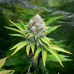 OG KUSH X3-ROYAL QUEEN SEEDS en internet