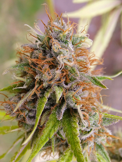 RIVER HAZE - SILVER RIVER SEEDS - comprar online