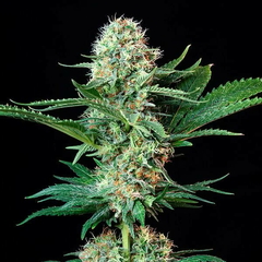 ROYAL COOKIES X3-ROPYAL QUEEN SEEDS en internet