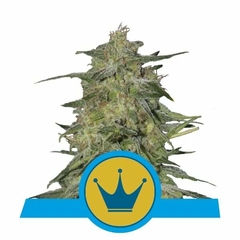 ROYAL HIGHNESS CBD X3-ROYAL QUEEN SEEDS - comprar online