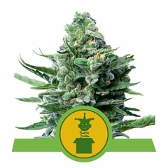 ROYAL JACK AUTO X3-ROYAL QUEEN SEEDS - comprar online