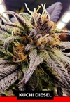 KUCHI DIESEL-SILVER RIVER SEEDS X5