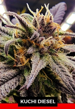 KUCHI DIESEL-SILVER RIVER SEEDS X5