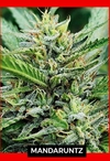 MANDARUNTZ-SILVER RIVER SEEDS X5