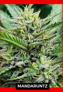 MANDARUNTZ-SILVER RIVER SEEDS X5