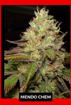 MENDOCHEM-SILVER RIVER SEEDS X5