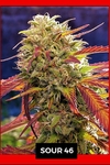 SOUR 46 -SILVER RIVER SEEDS X5