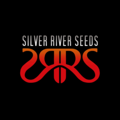 LEMON BLUE CHEESE - SILVER RIVER SEEDS